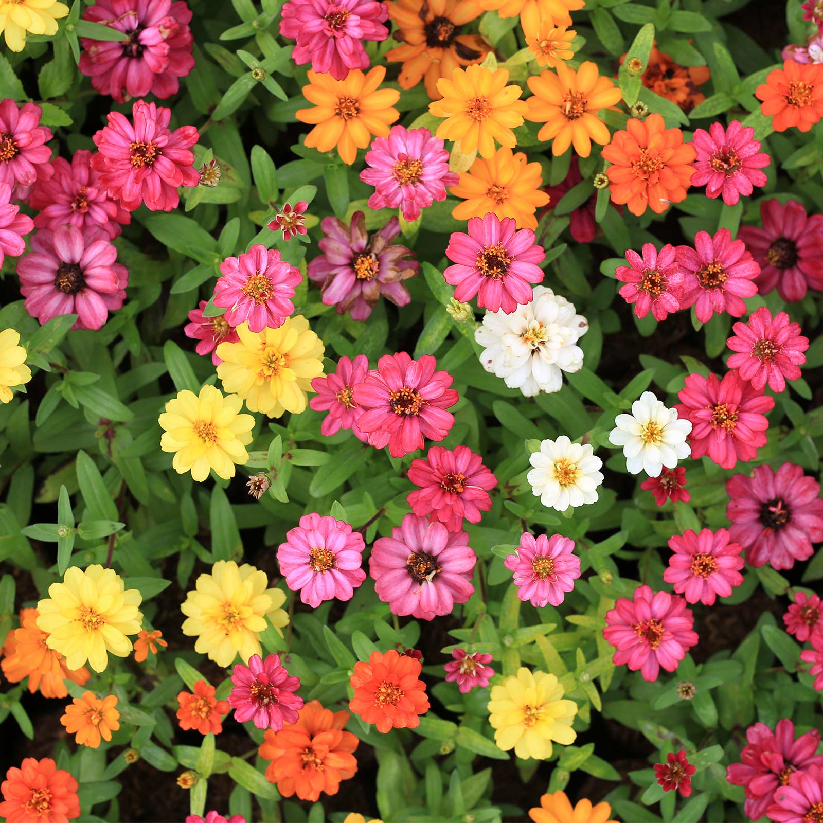 Садовые цветы фото с названиями однолетники низкорослые цветущие