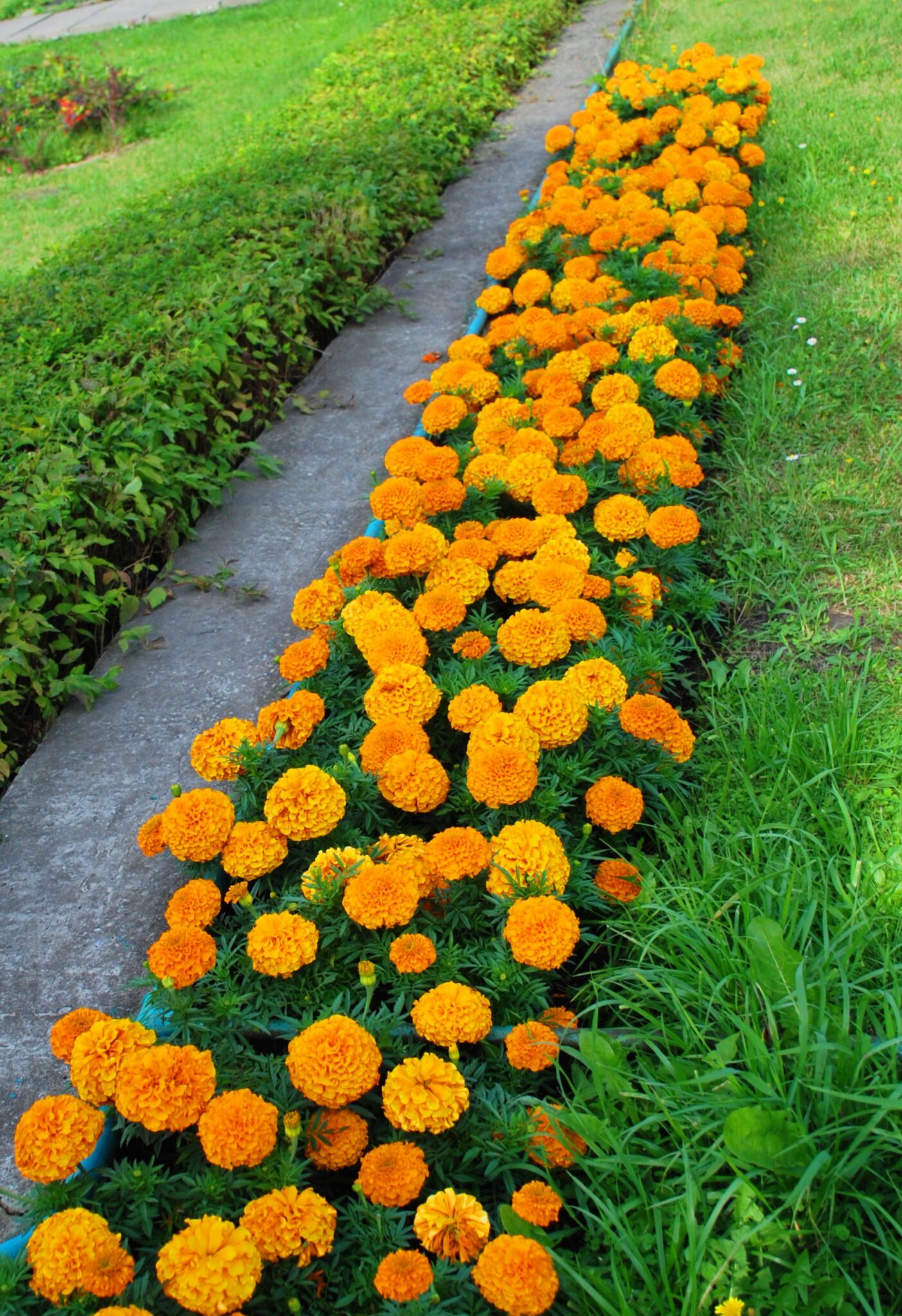 Цветы бордюрные низкорослые многолетники цветущие все лето фото и название