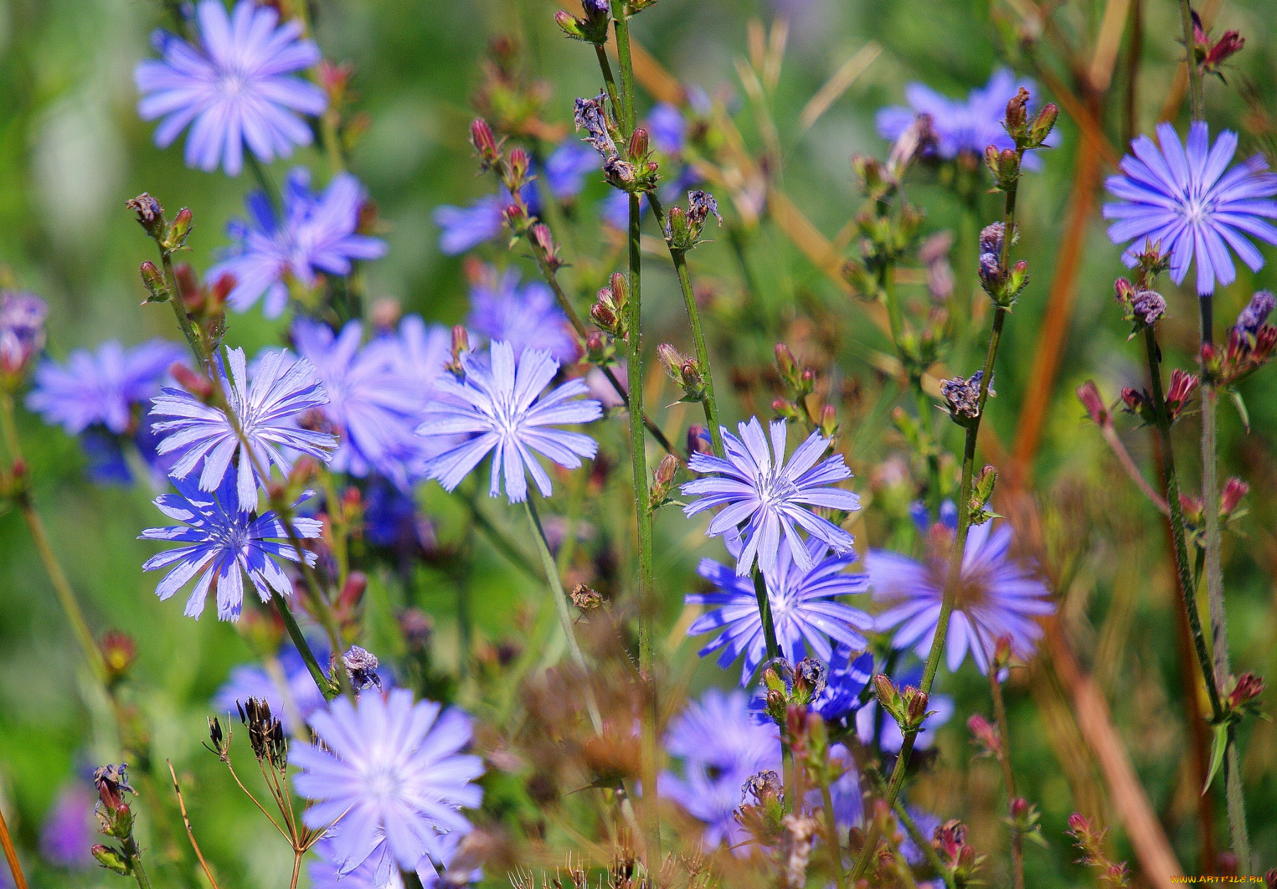Луговые синие цветы названия и фото