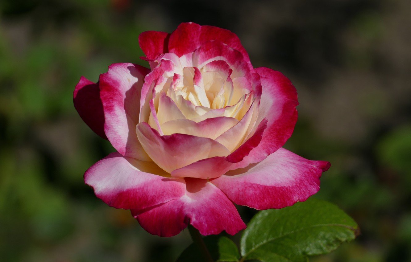 Бело-розовая двуцветная роза