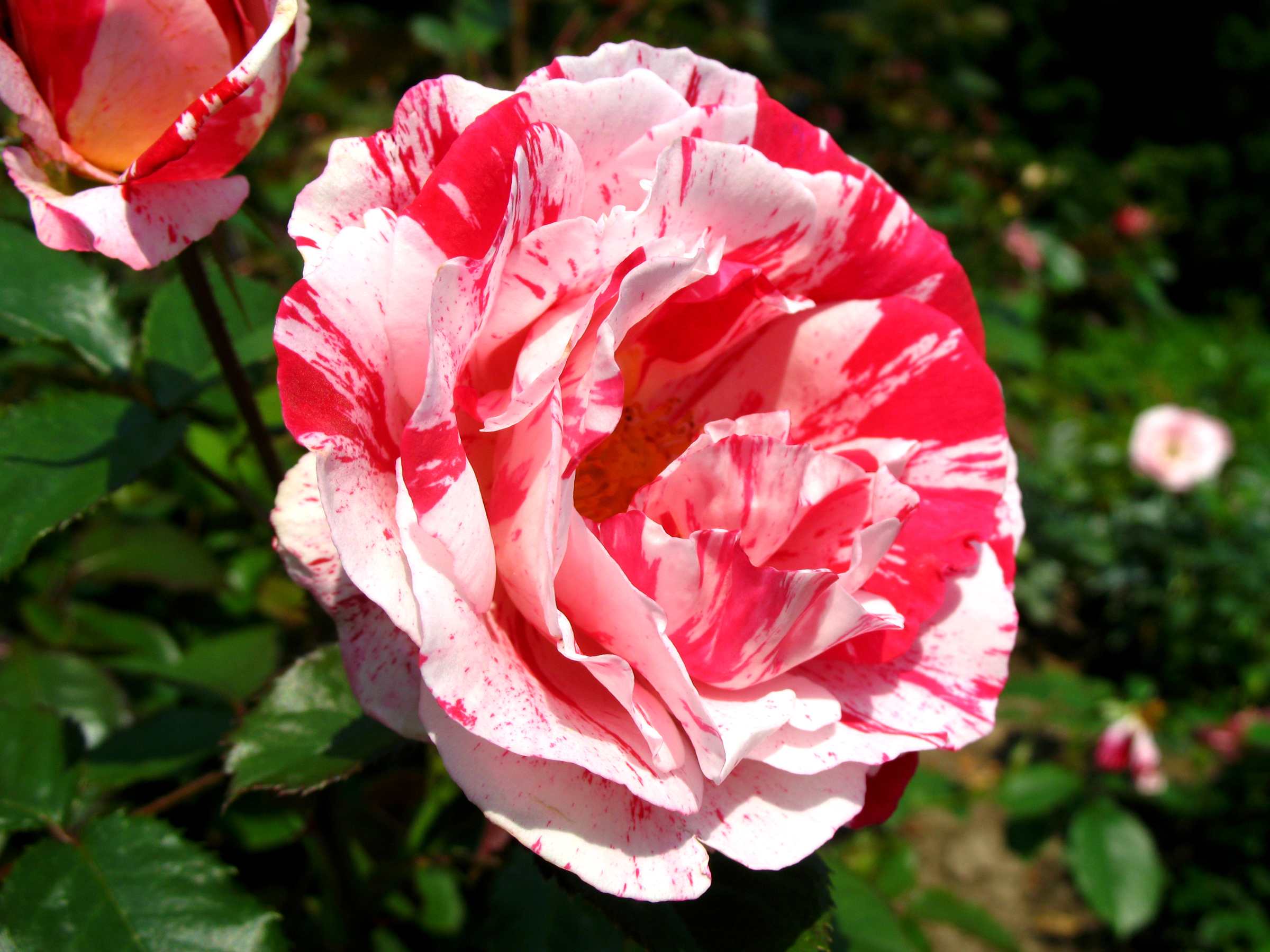 Плетистая пестрая роза бело розовая