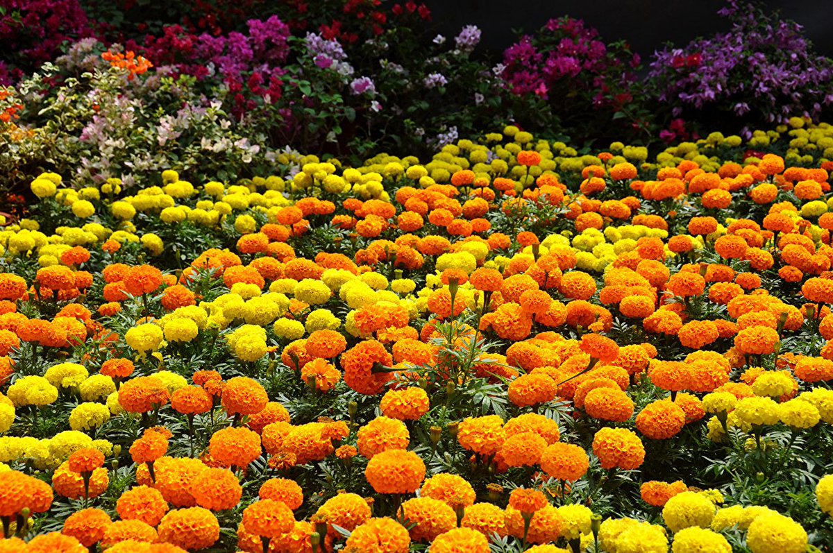 Садовые цветы фото с названиями однолетники низкорослые цветущие