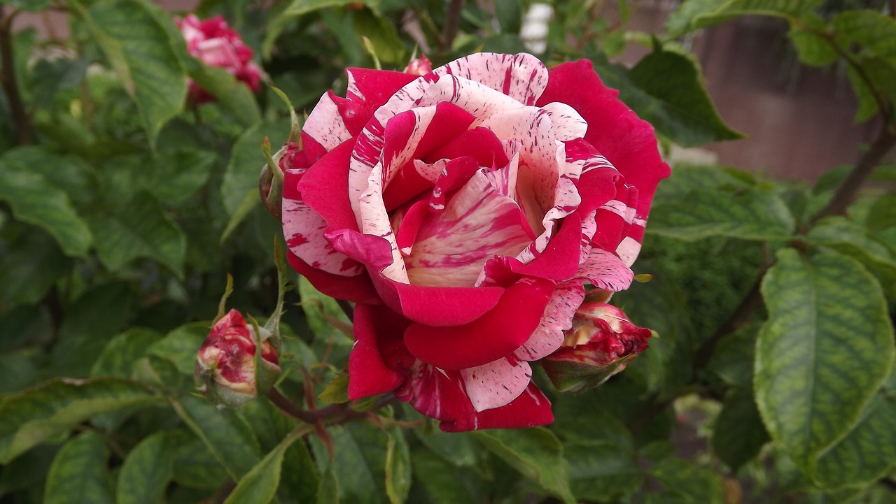 Роза Бертрам растение