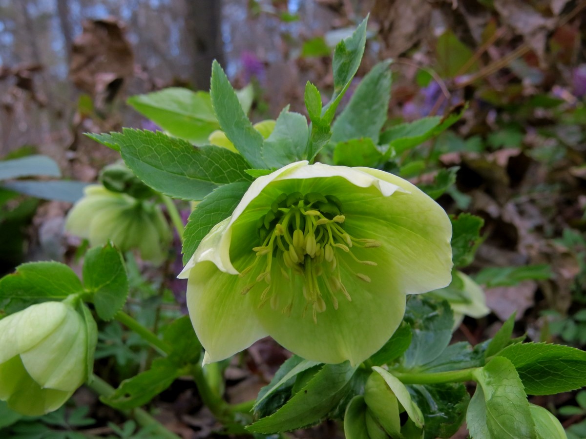 Морозник кавказский цветок