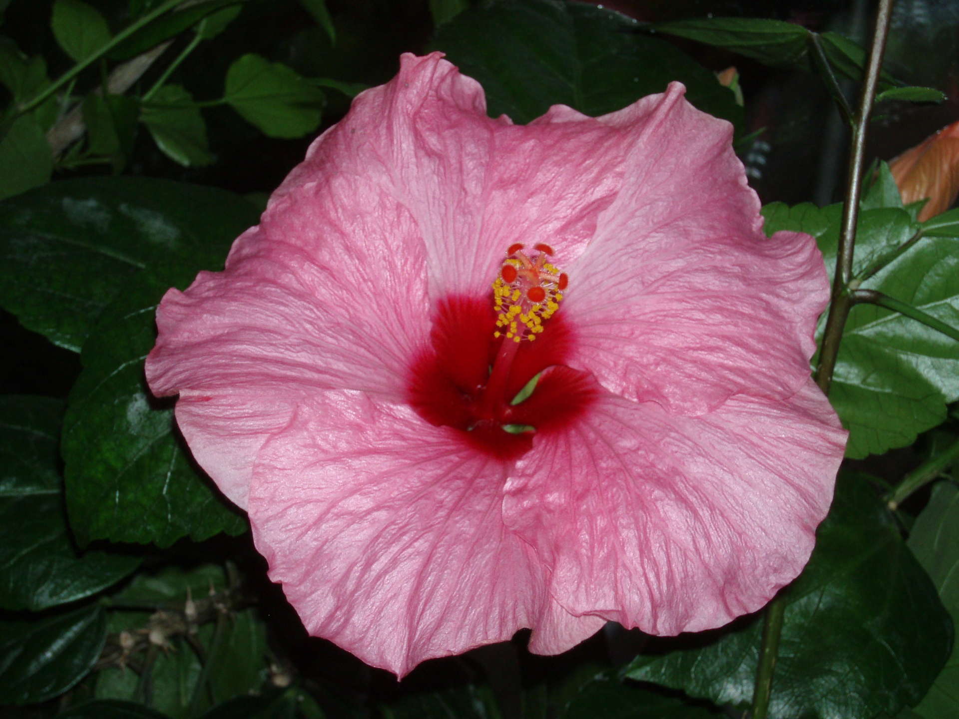 Родовое название китайской розы 8 букв. Розан китайский сортовой комнатное растение.
