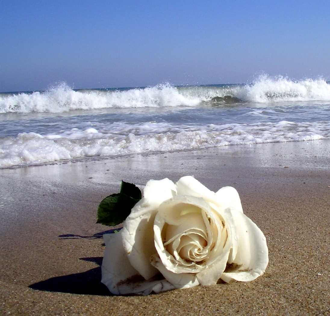 Роза в море