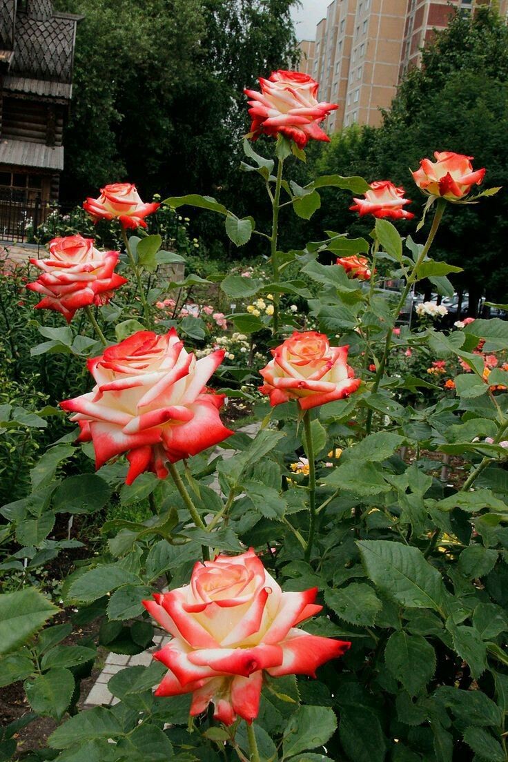 Чайно гибридные розы в саду фото
