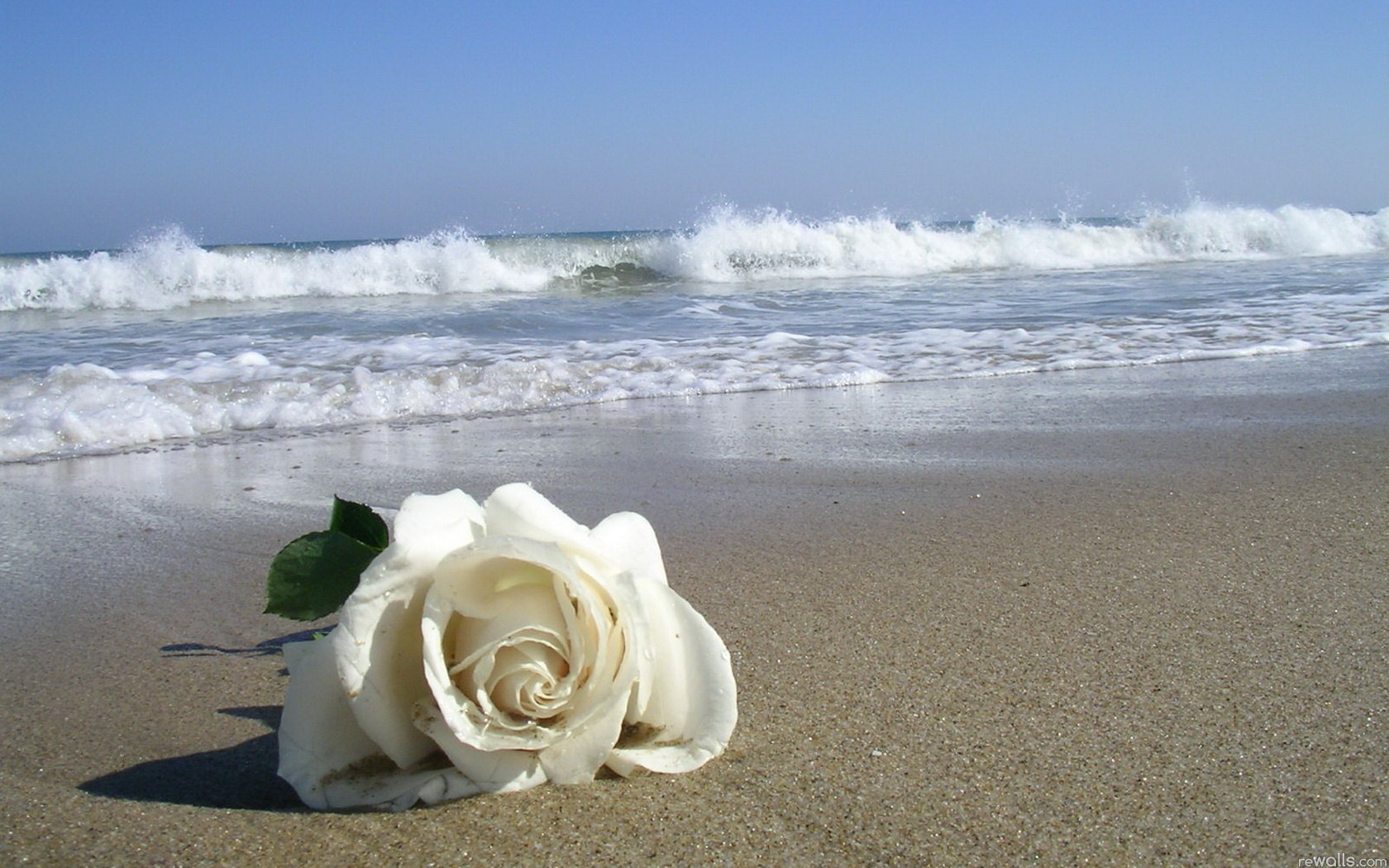Цветок на фоне моря