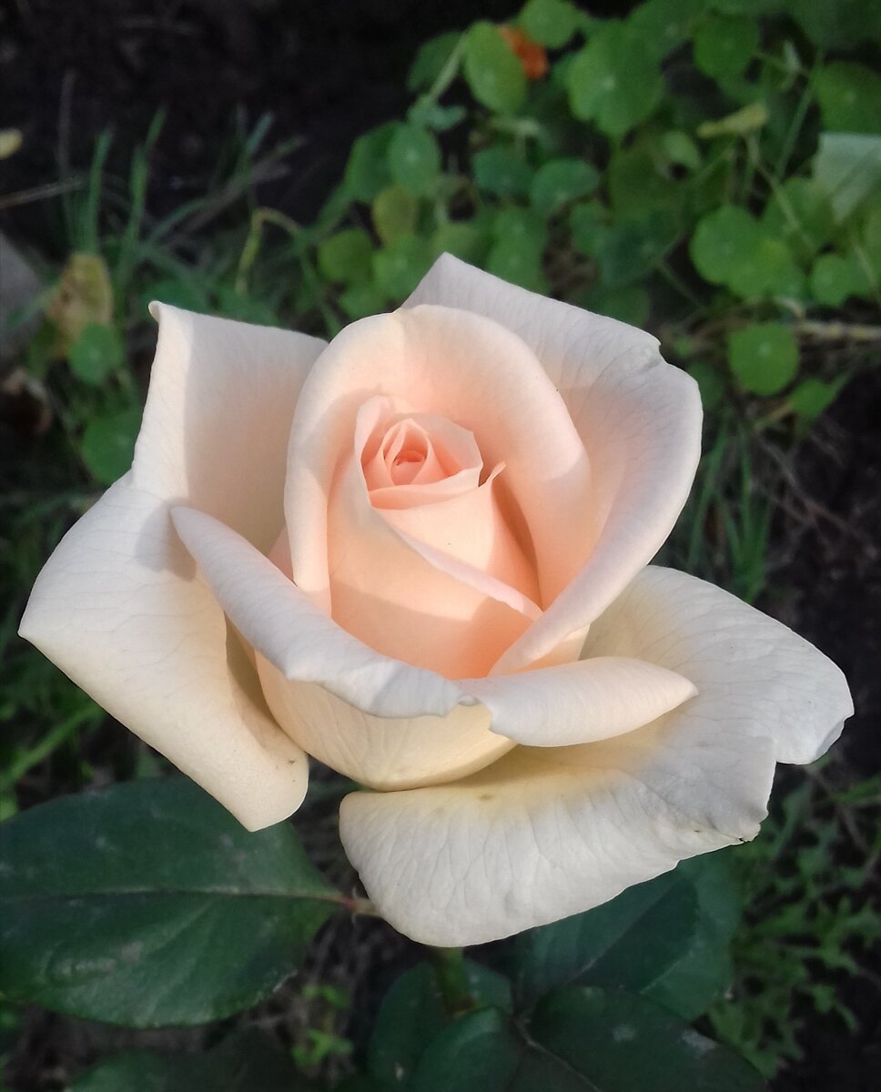 Роза невеста чайно гибридная фото и описание