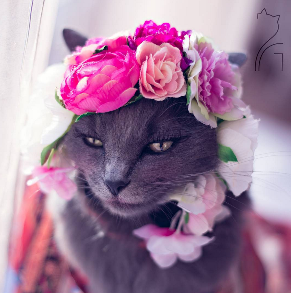 Гламурная кошечка. Кошка с венком. Кошка с венком на голове. Элегантная кошка. Кошки и цветы.