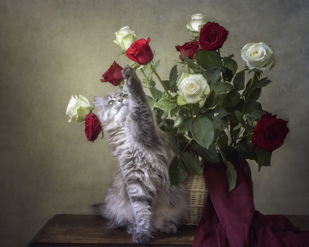 Открытка кот с цветами. Коты с букетом цветов. Котенок с букетом цветов. Кошки с розами.