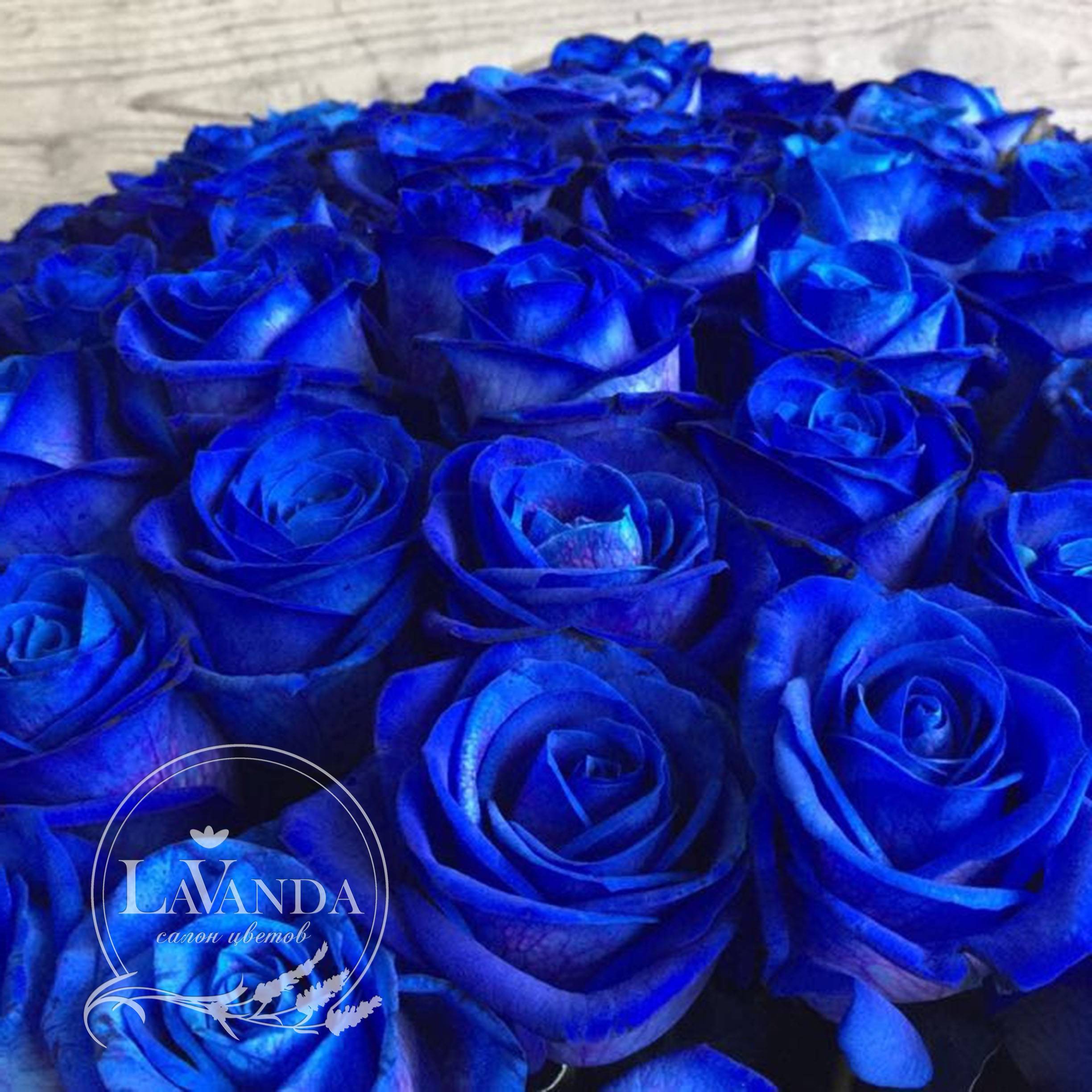 Включи голубой. Голубая роза Голландия Блю. Синяя роза Беккер. Голубая роза сапфир. Синие розы и сапфиры.
