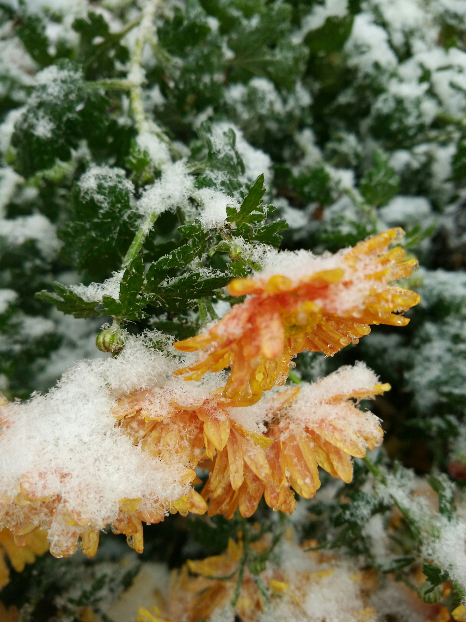 Хризантема снега россии фото
