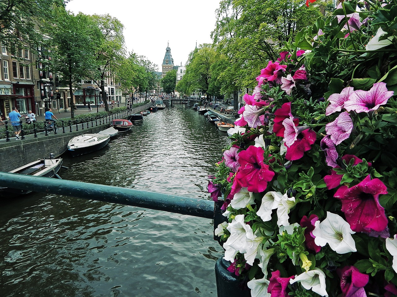 Нидерланды Амстердам цветы
