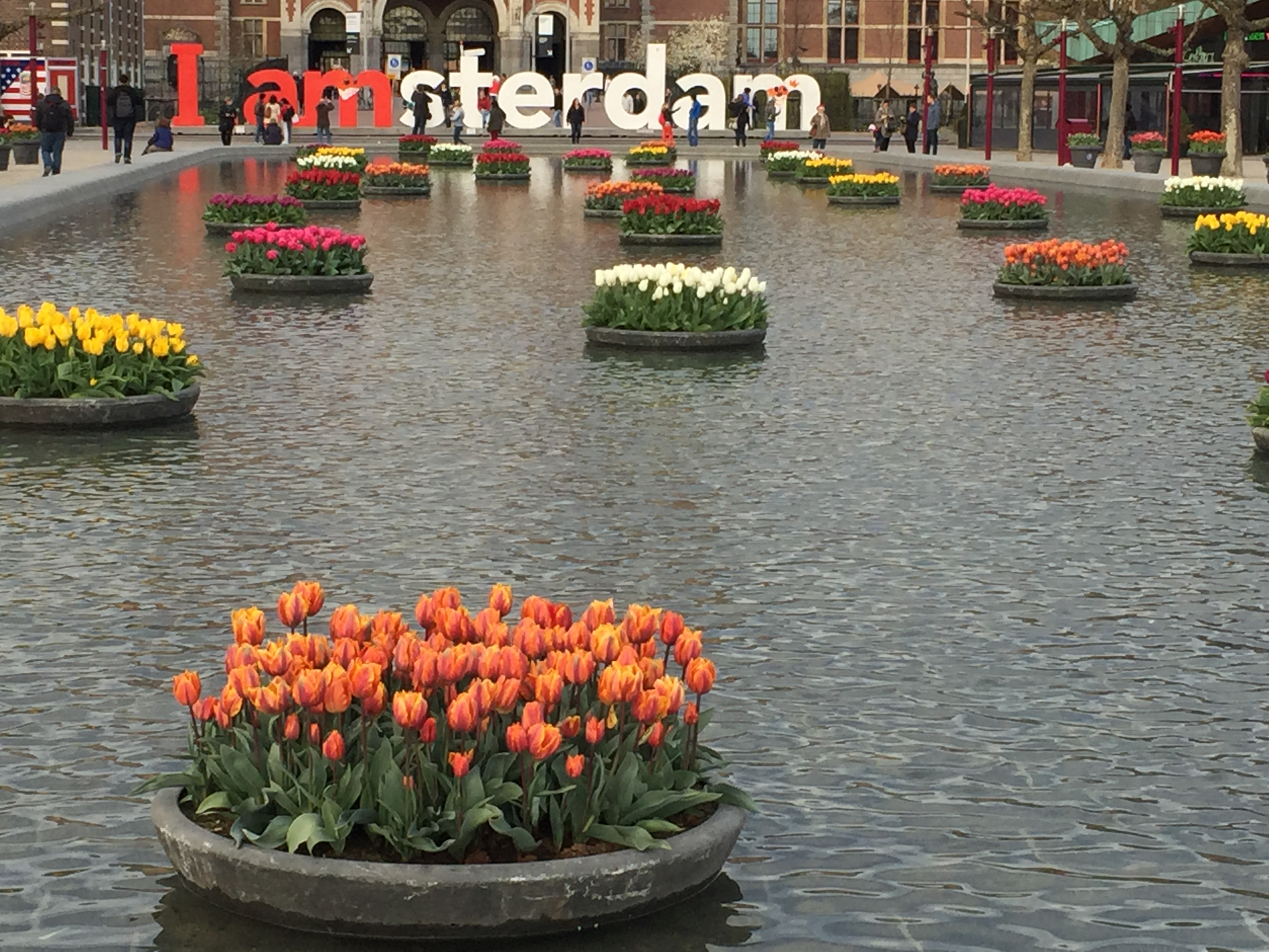 Амстердам Tulip