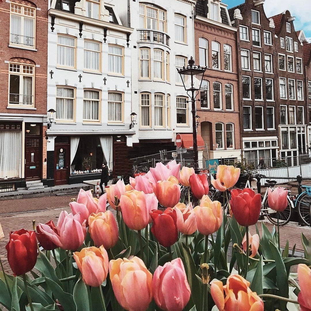 Амстердам тюльпаны