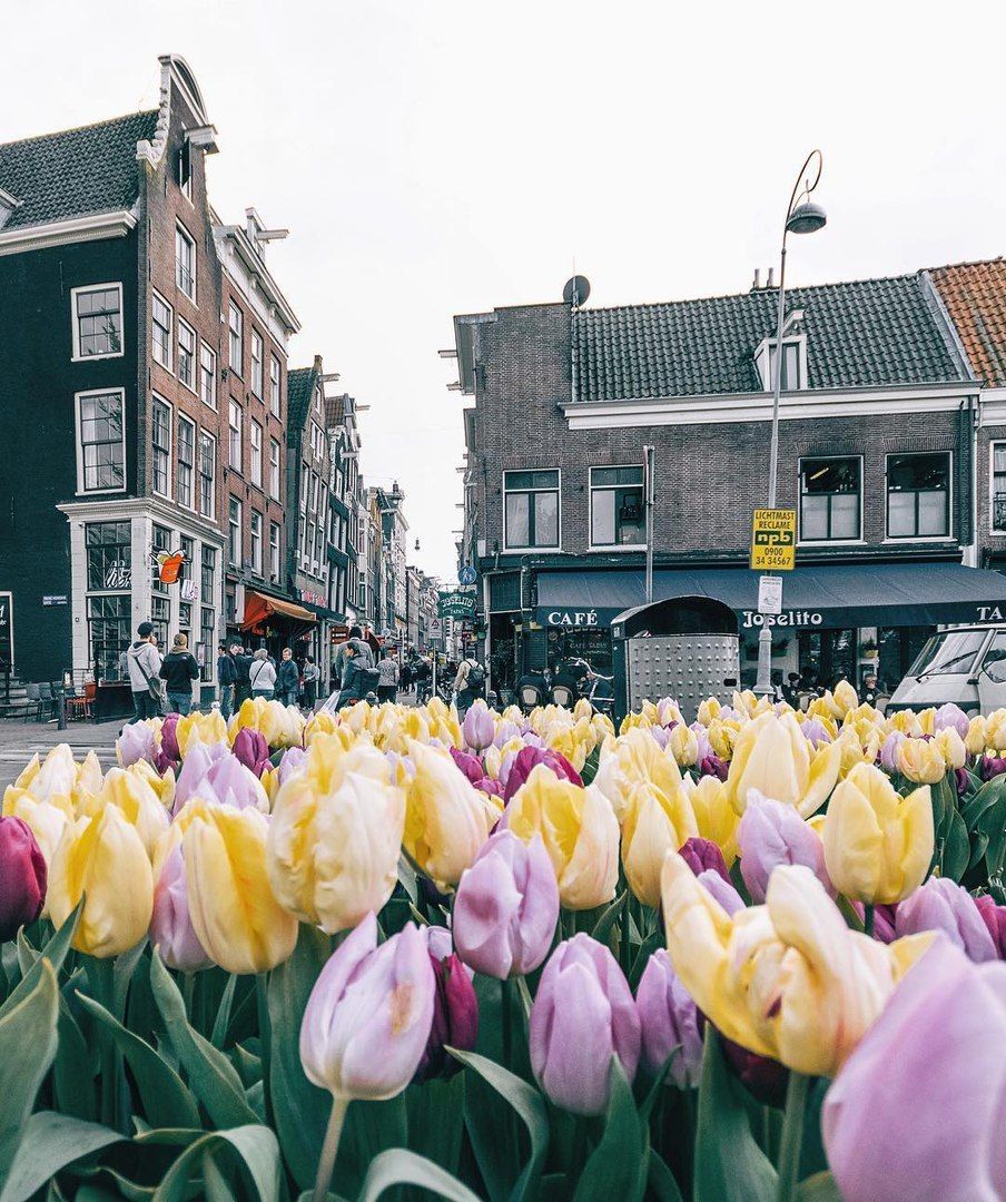 Нидерланды Амстердам тюльпаны