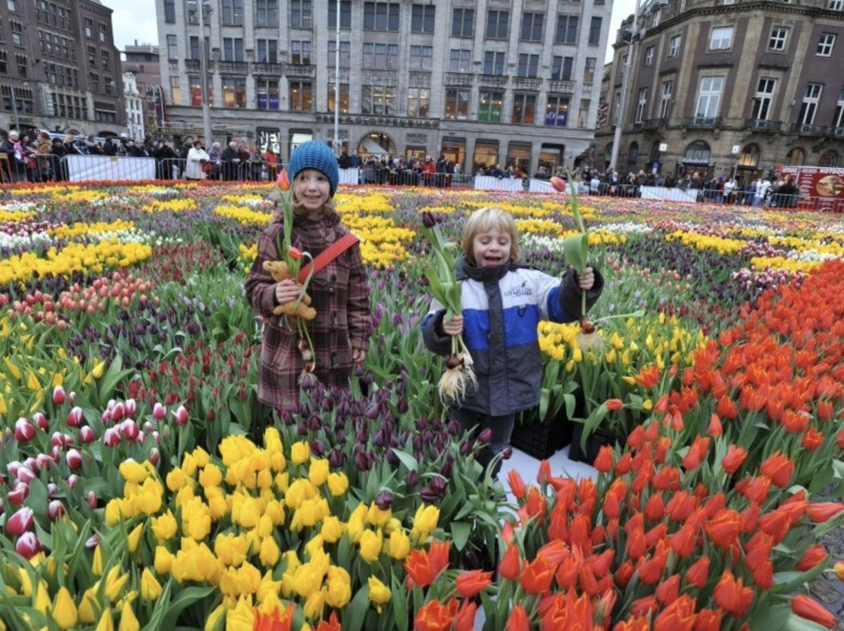 Фестиваль тюльпанов в Амстердаме