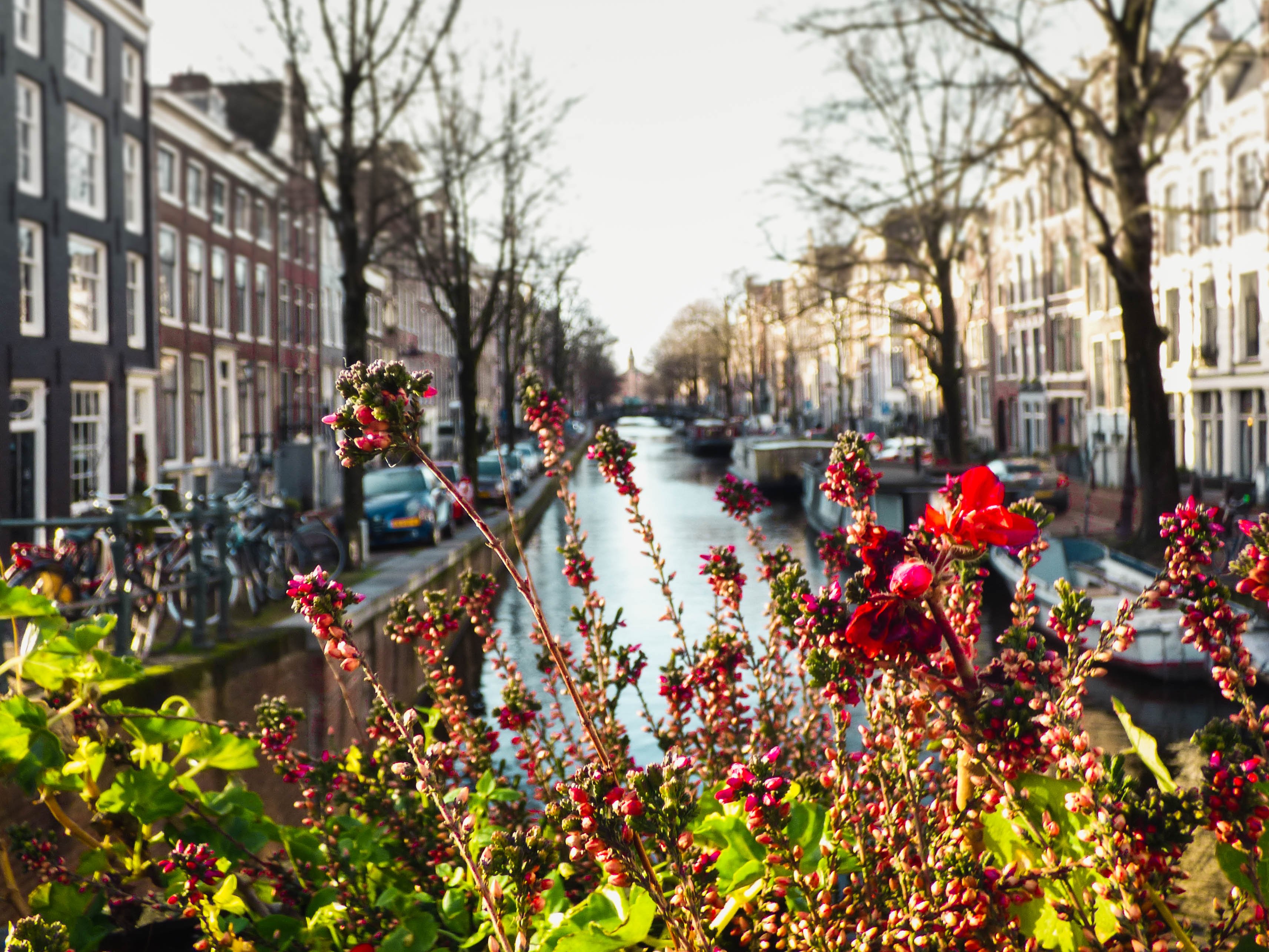 Цветочный Амстердам