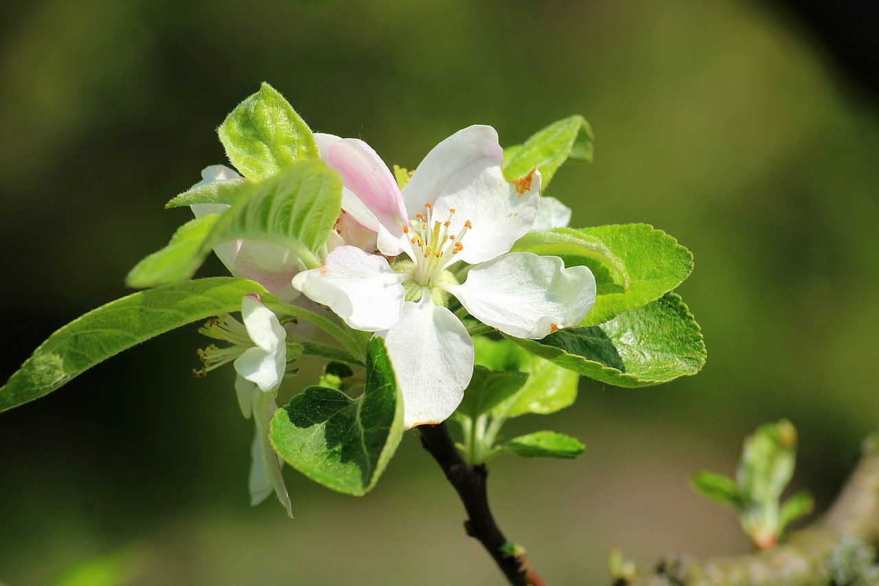 Дикая яблоня цветение