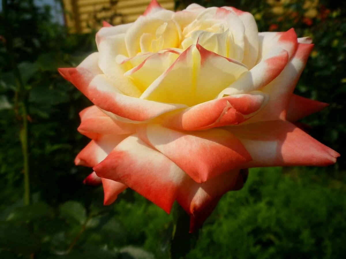 Роза Императрица фарах (ч.-гибрид,красн) Волжский сад