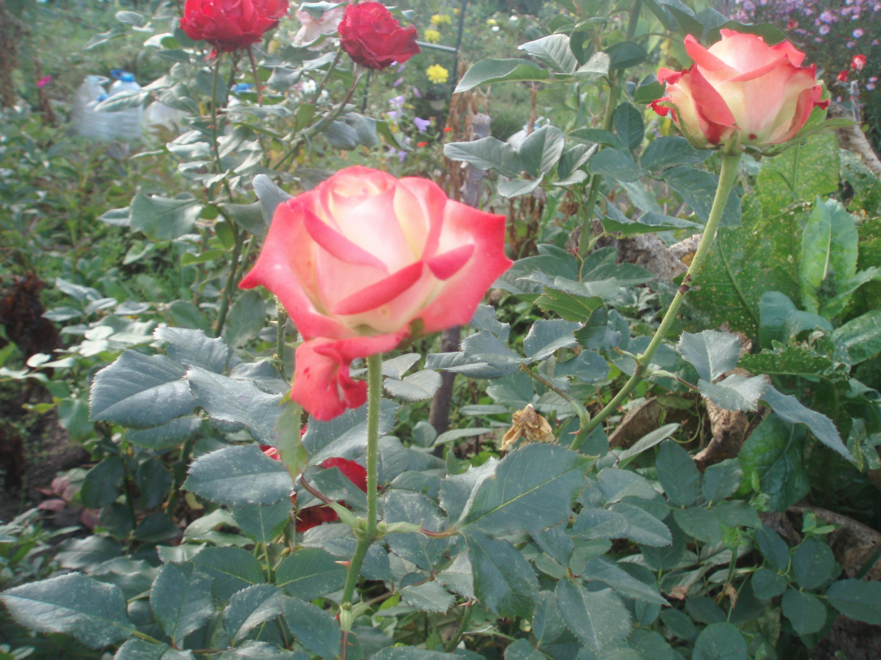 Роза чайно гибридная императрица фарах фото и описание