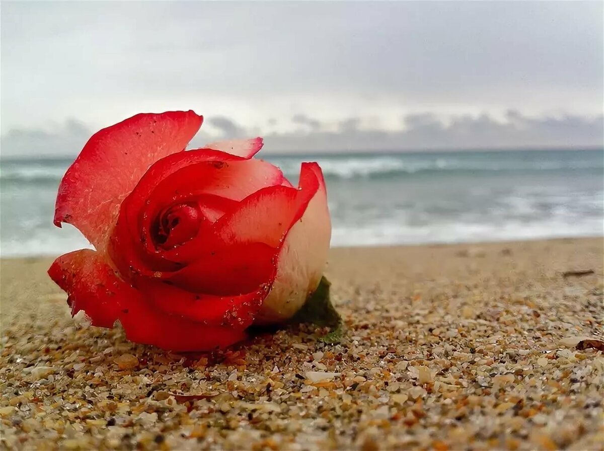 Роза пляж