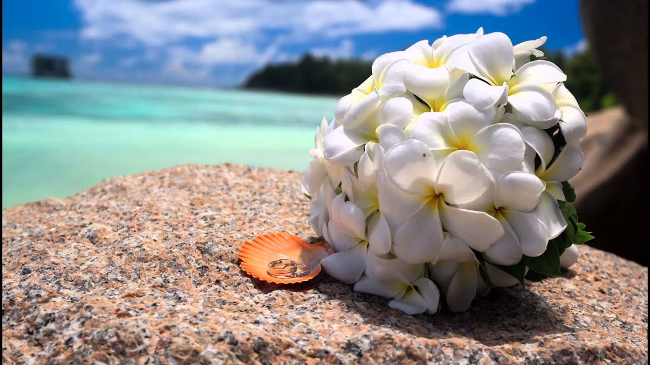 Мальдивы цветок Франжипани