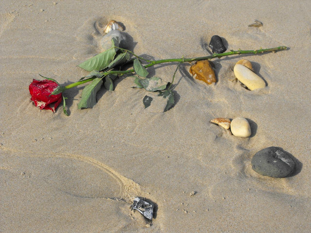розы на берегу