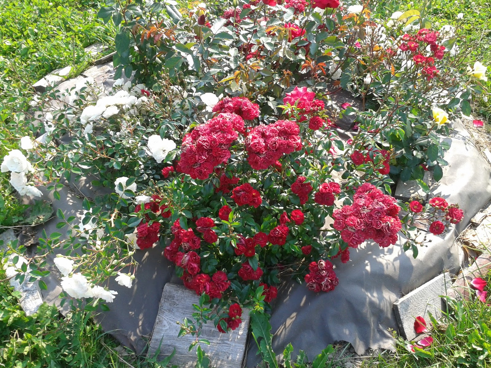 Роза почвопокровная «ред фери»