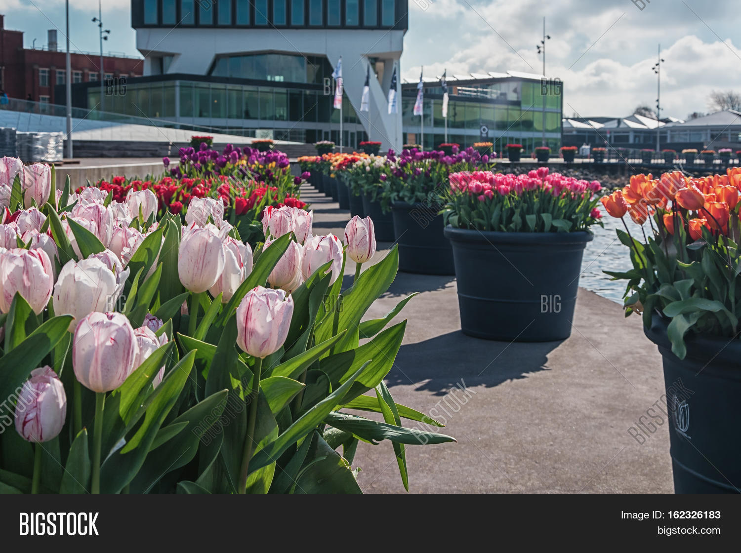 Голландский тюльпан в честь Павловой