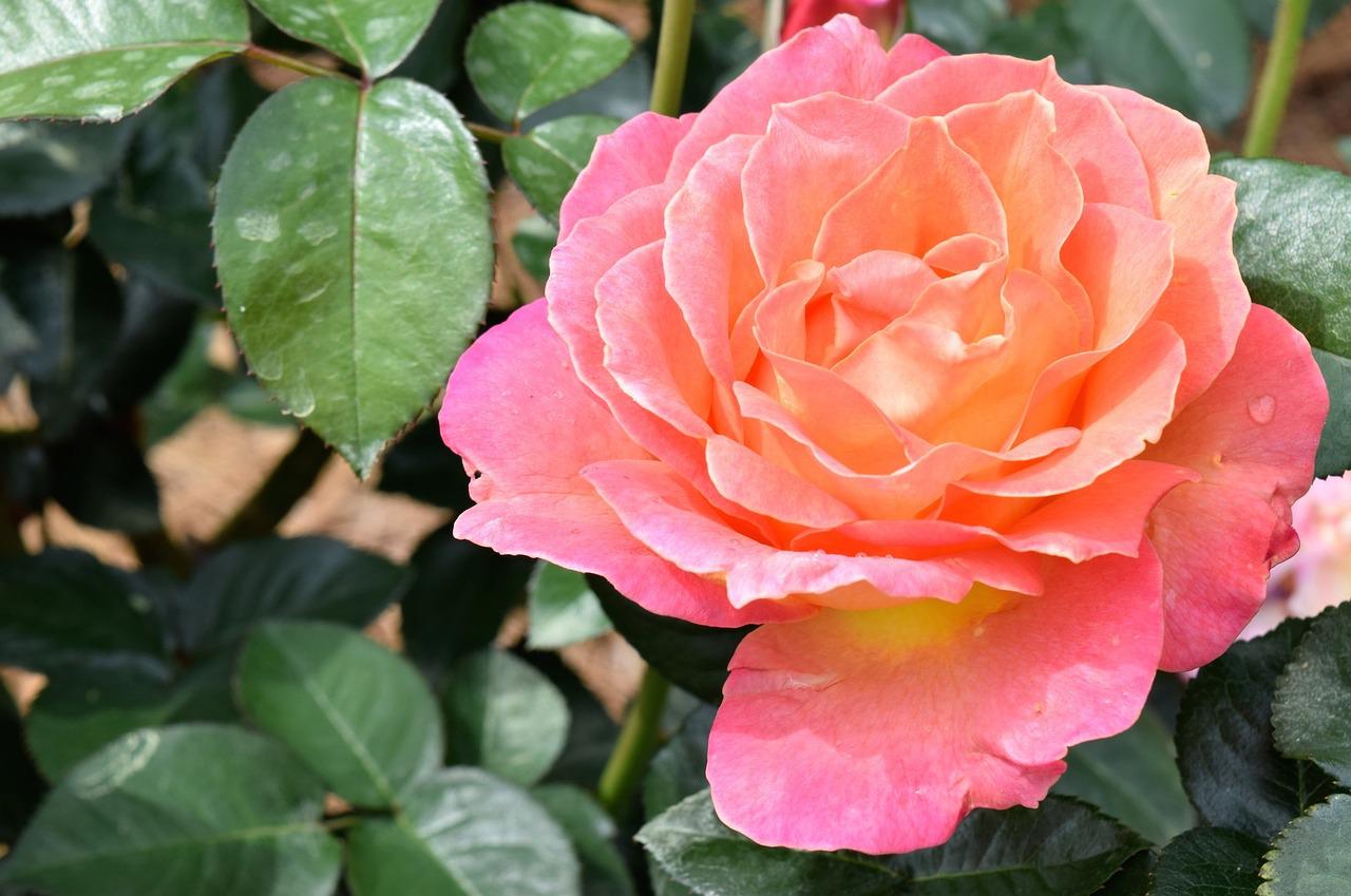 Роза Гарден принцесс розовая
