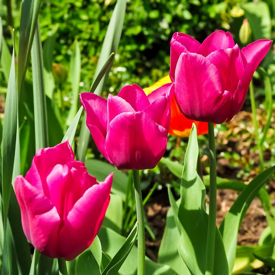 Tulipa растение