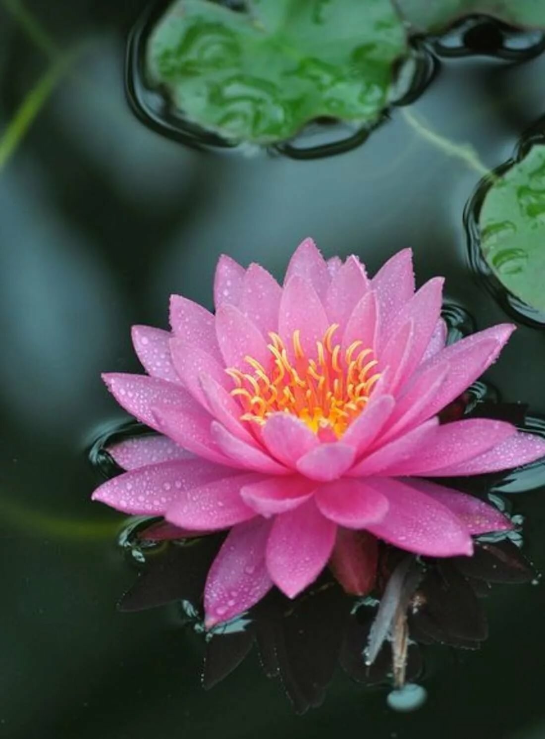 Цветок кувшинка фото на воде