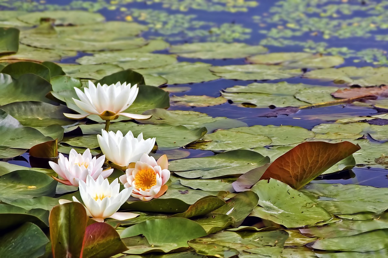 Цветы на воде лилии и кувшинки фото