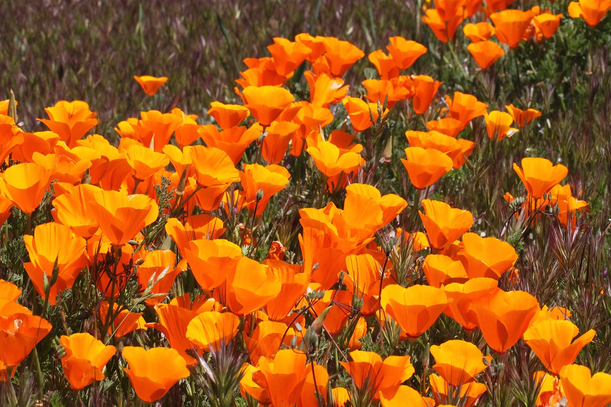 Калифорния цветок фото