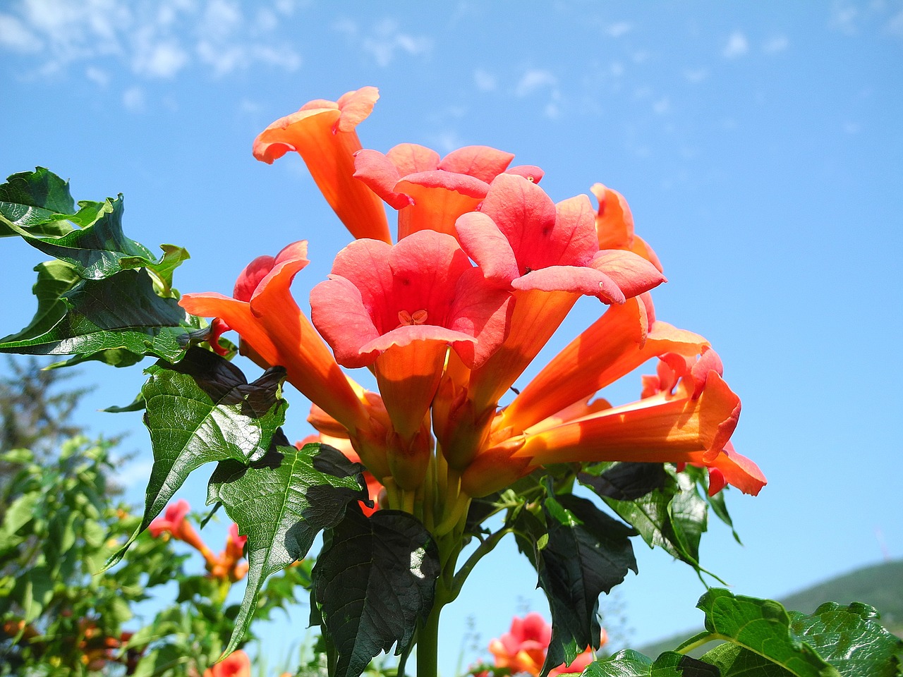 Южная лиана с оранжевыми цветами фото