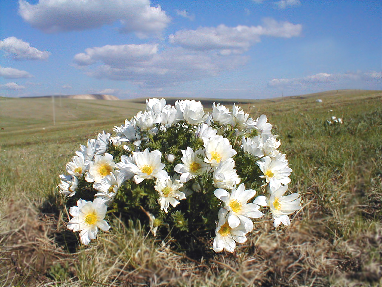 Цветы Монголии белые