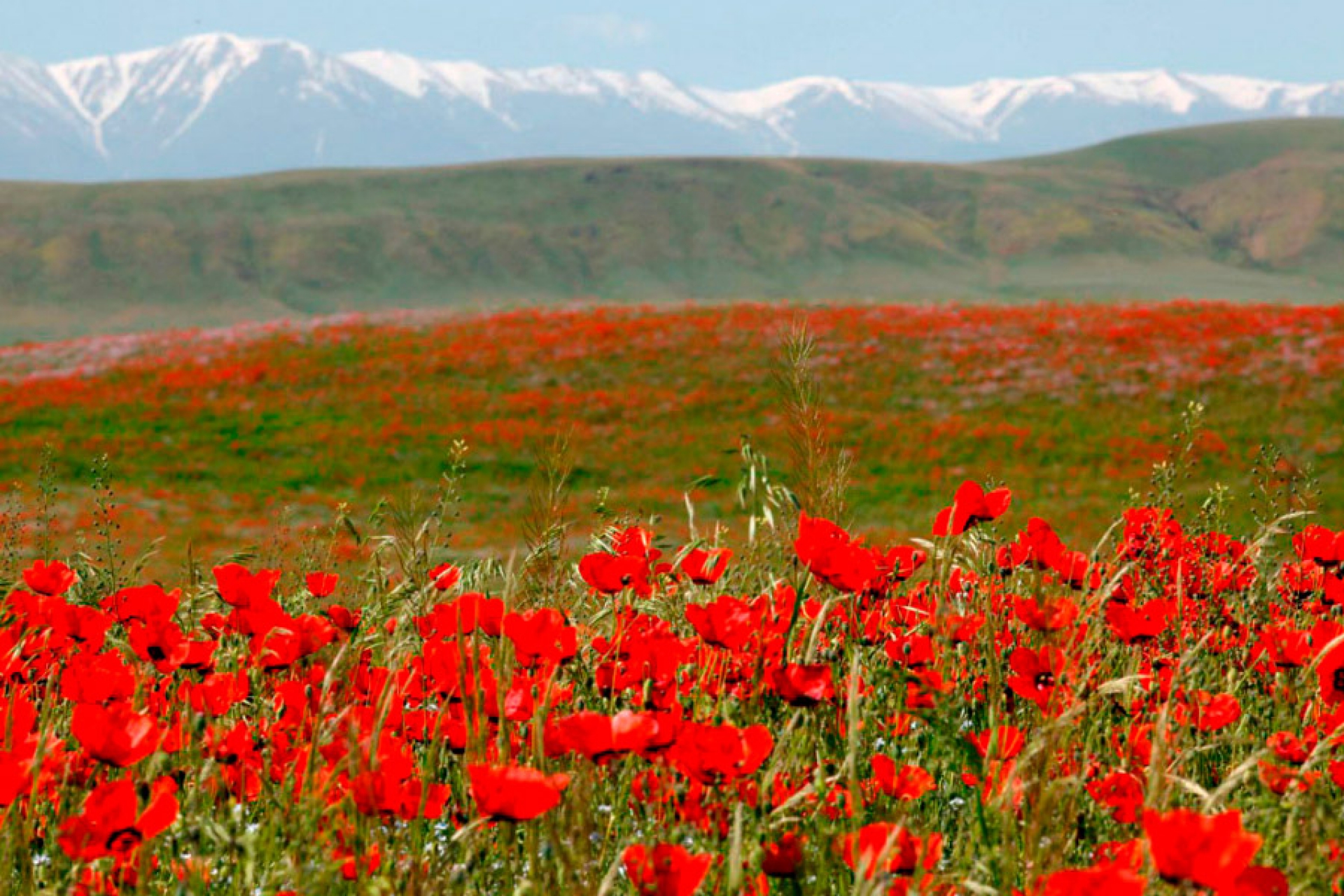 природа по южному казахстану