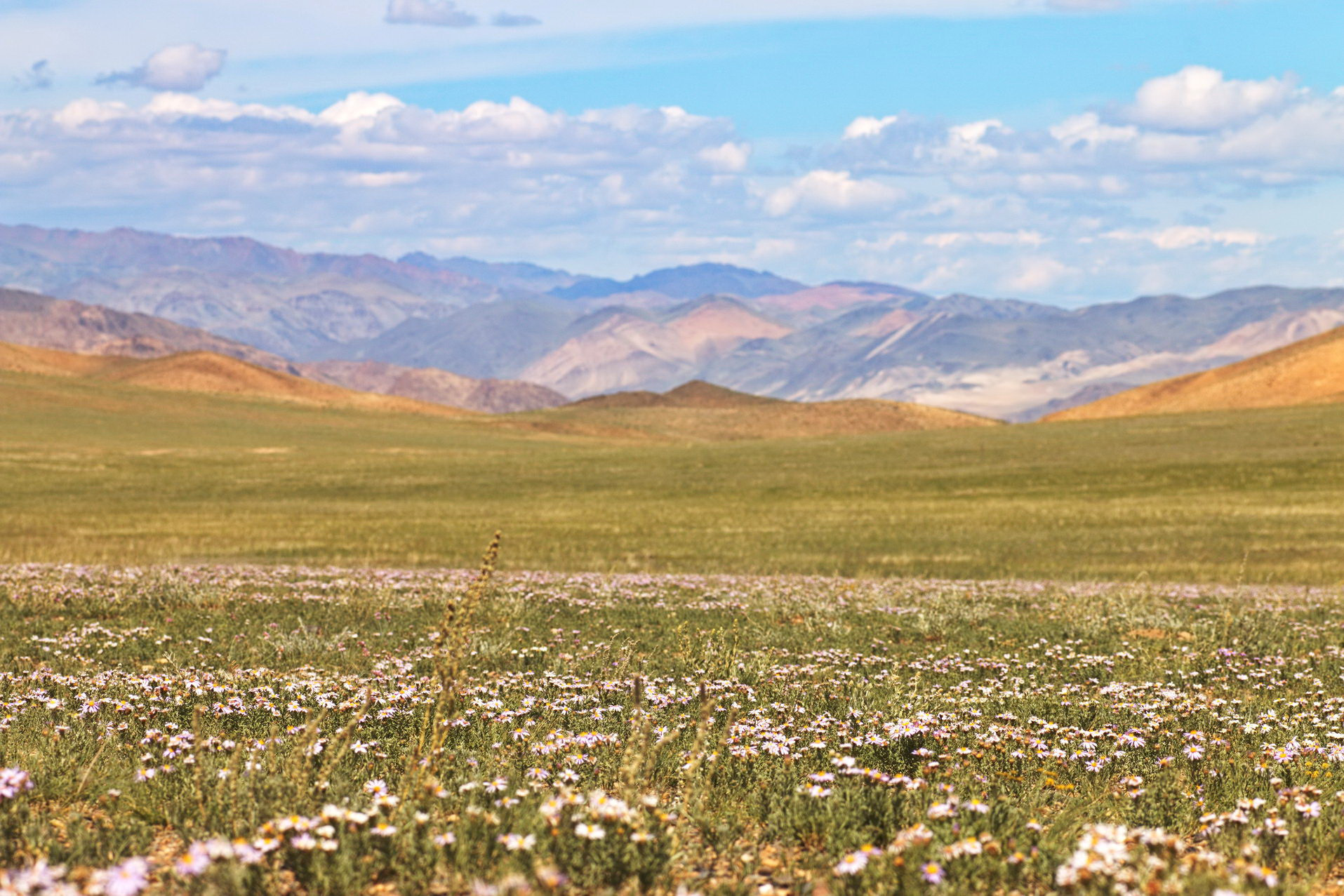 Монголия цветок