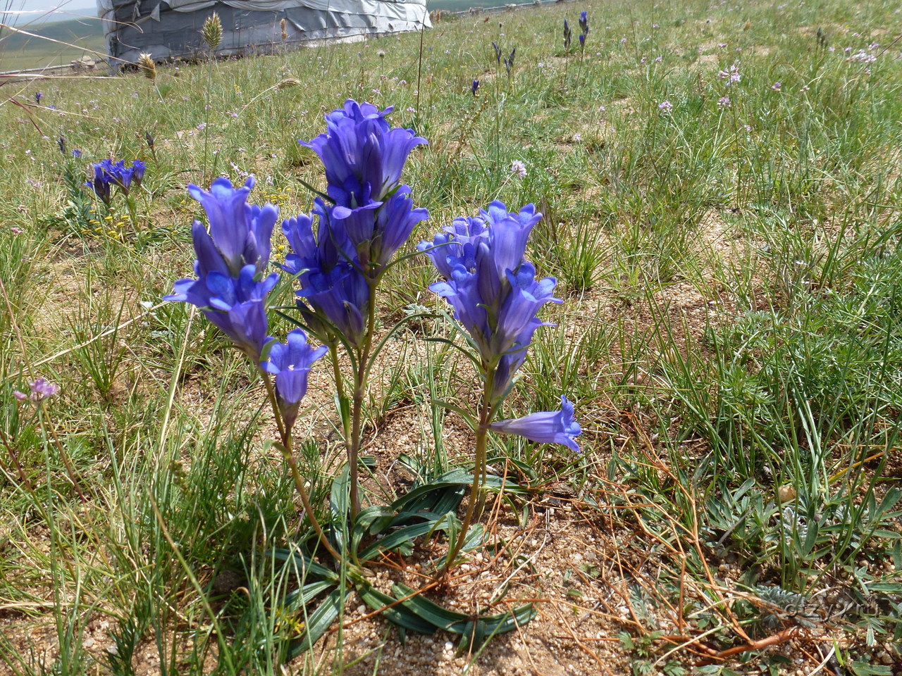 Степные цветы Монголии