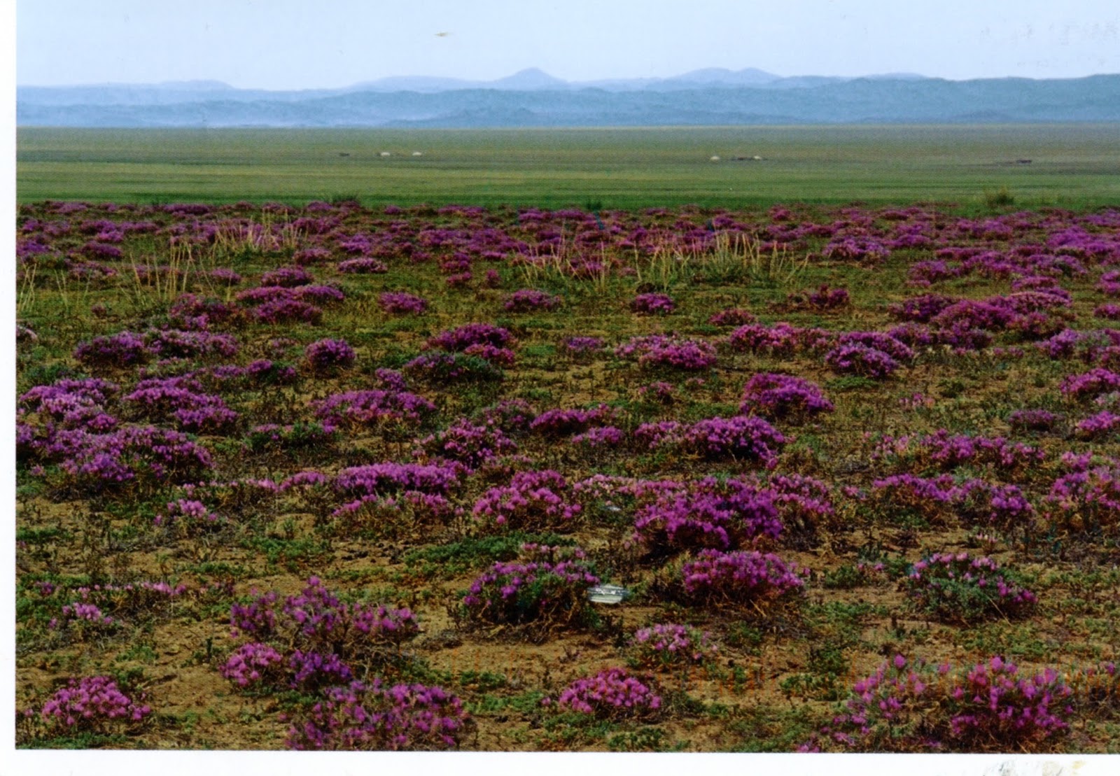 Цветущая пустыня Монголии