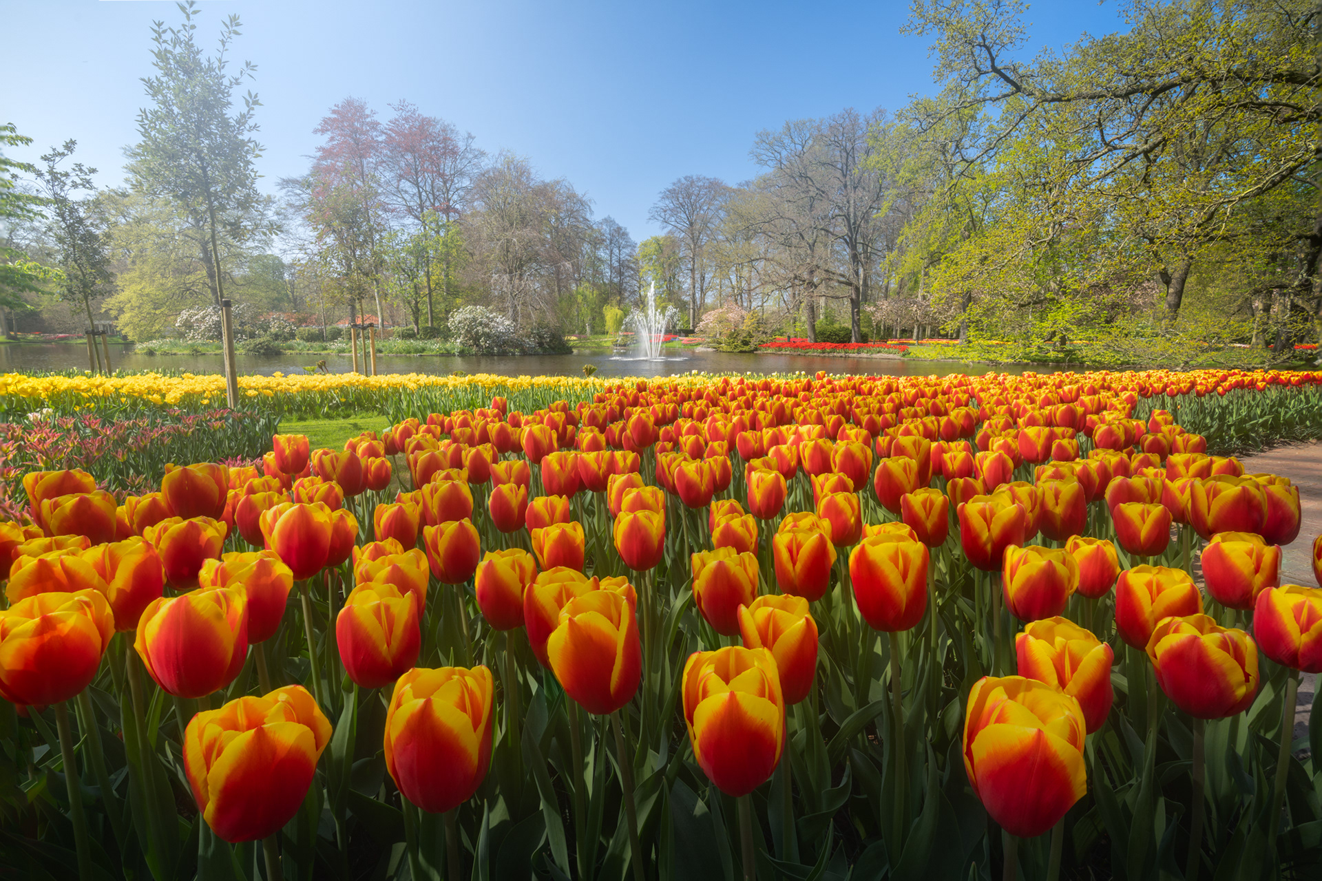 Самый красивый парк тюльпанов кёкенхоф в мире без единого посетителя.