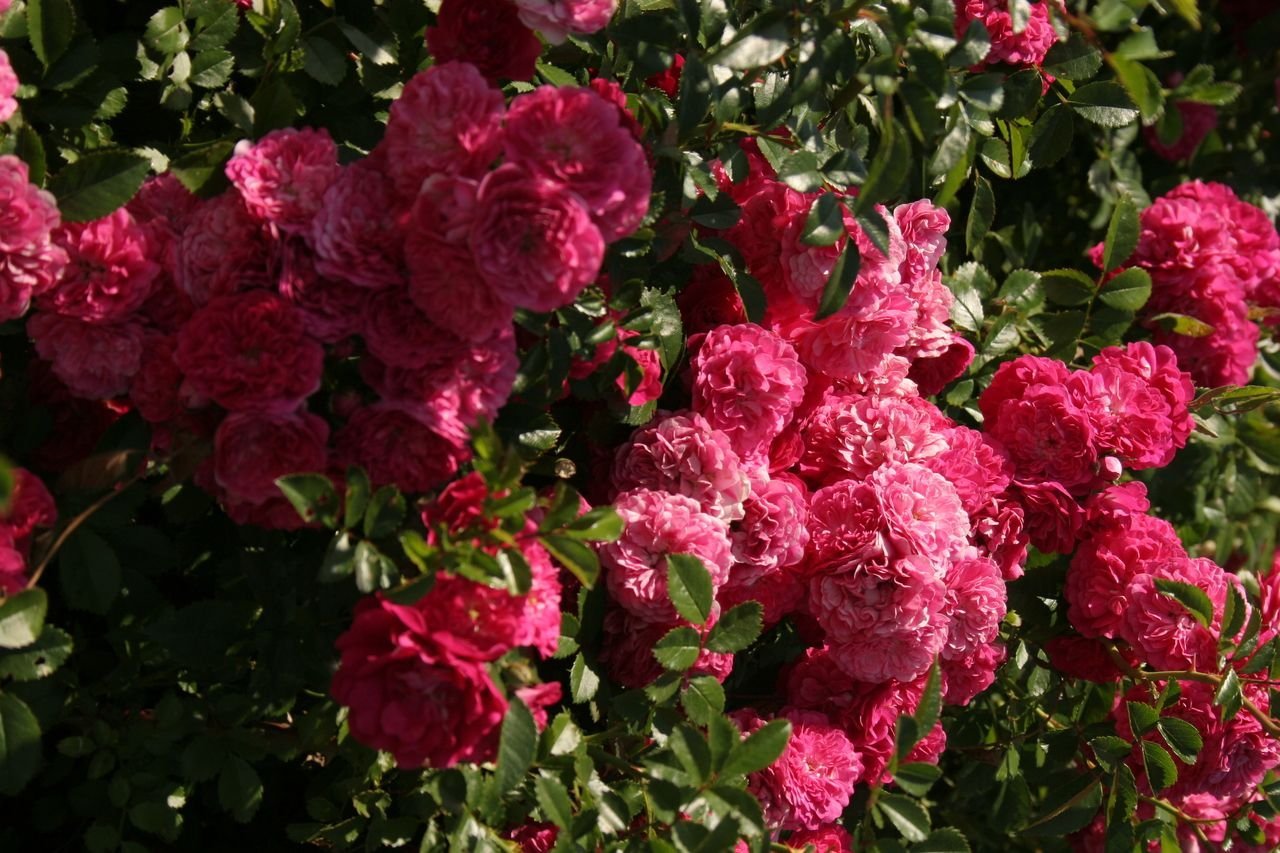 Роза плетистая розовая сорта названия фото