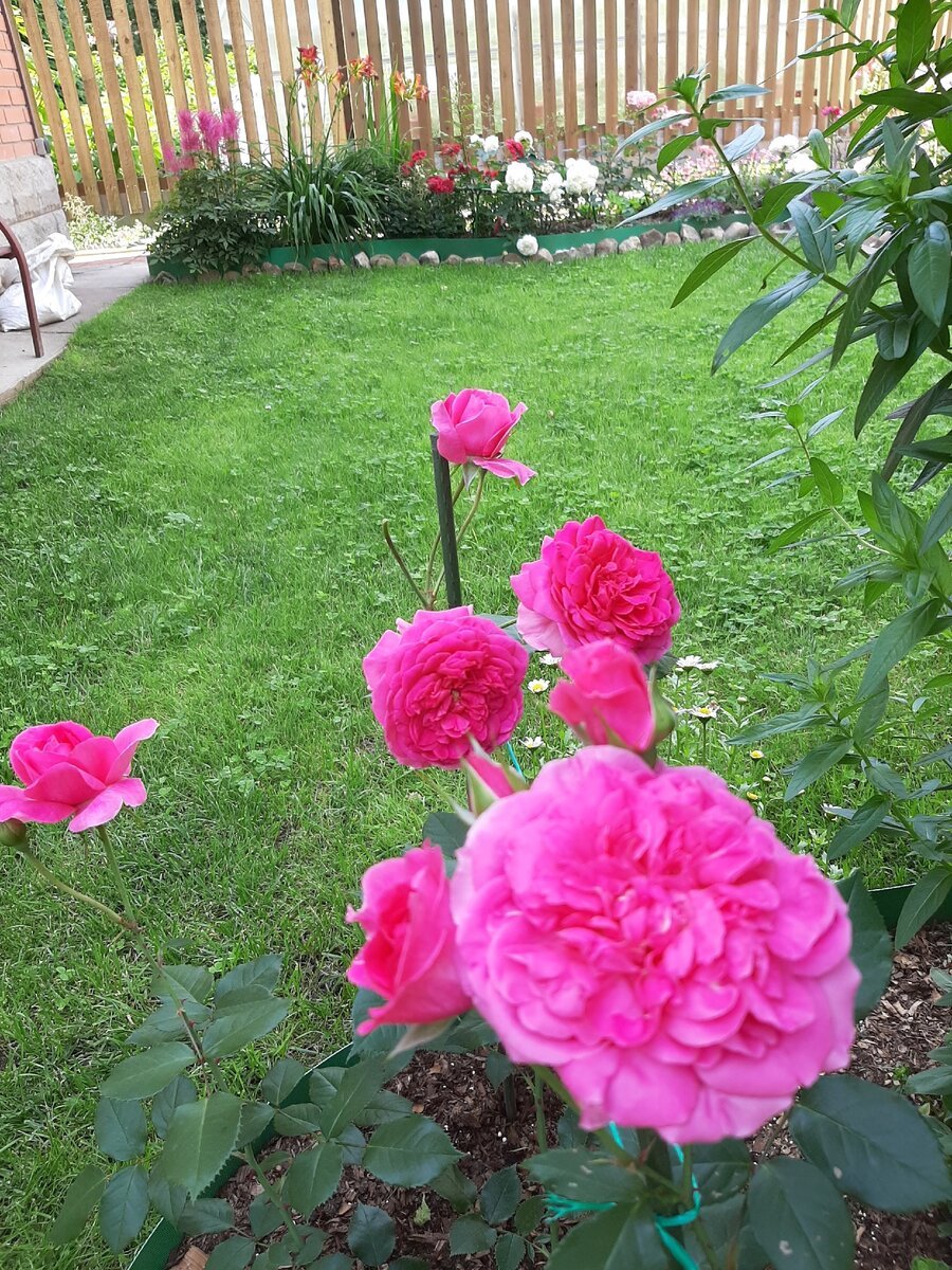 Фото и описание розы розариум ютерсен