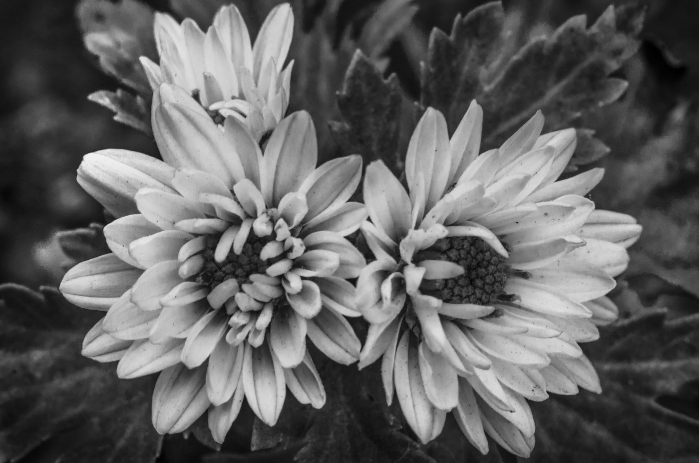 Фото цветы черно белое фото