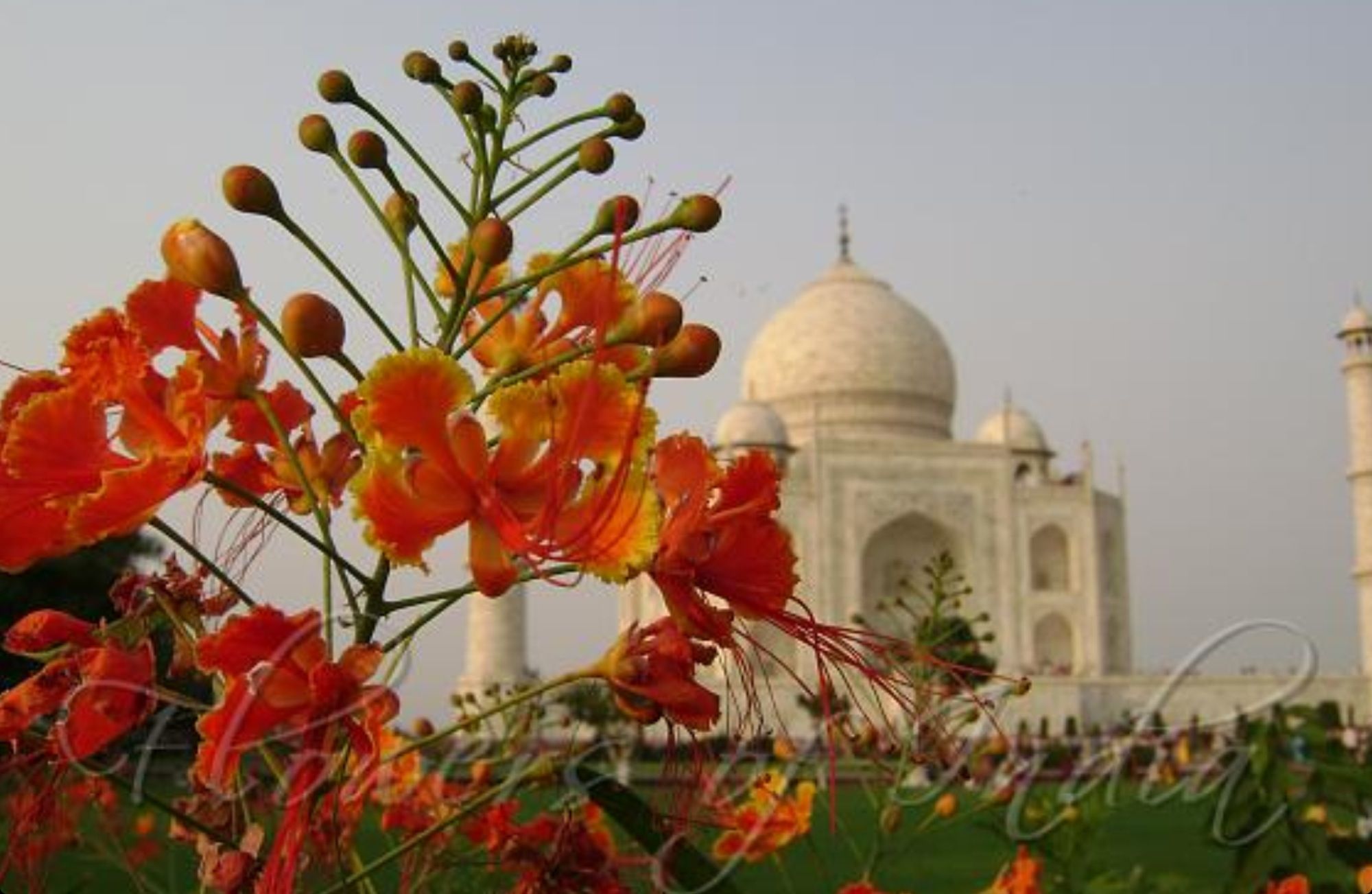 Цветок индии