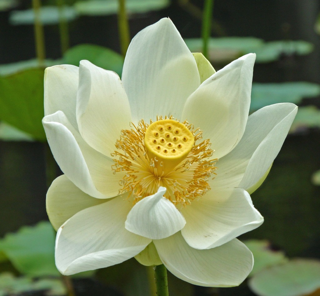 Белый Лотос цветок Индия
