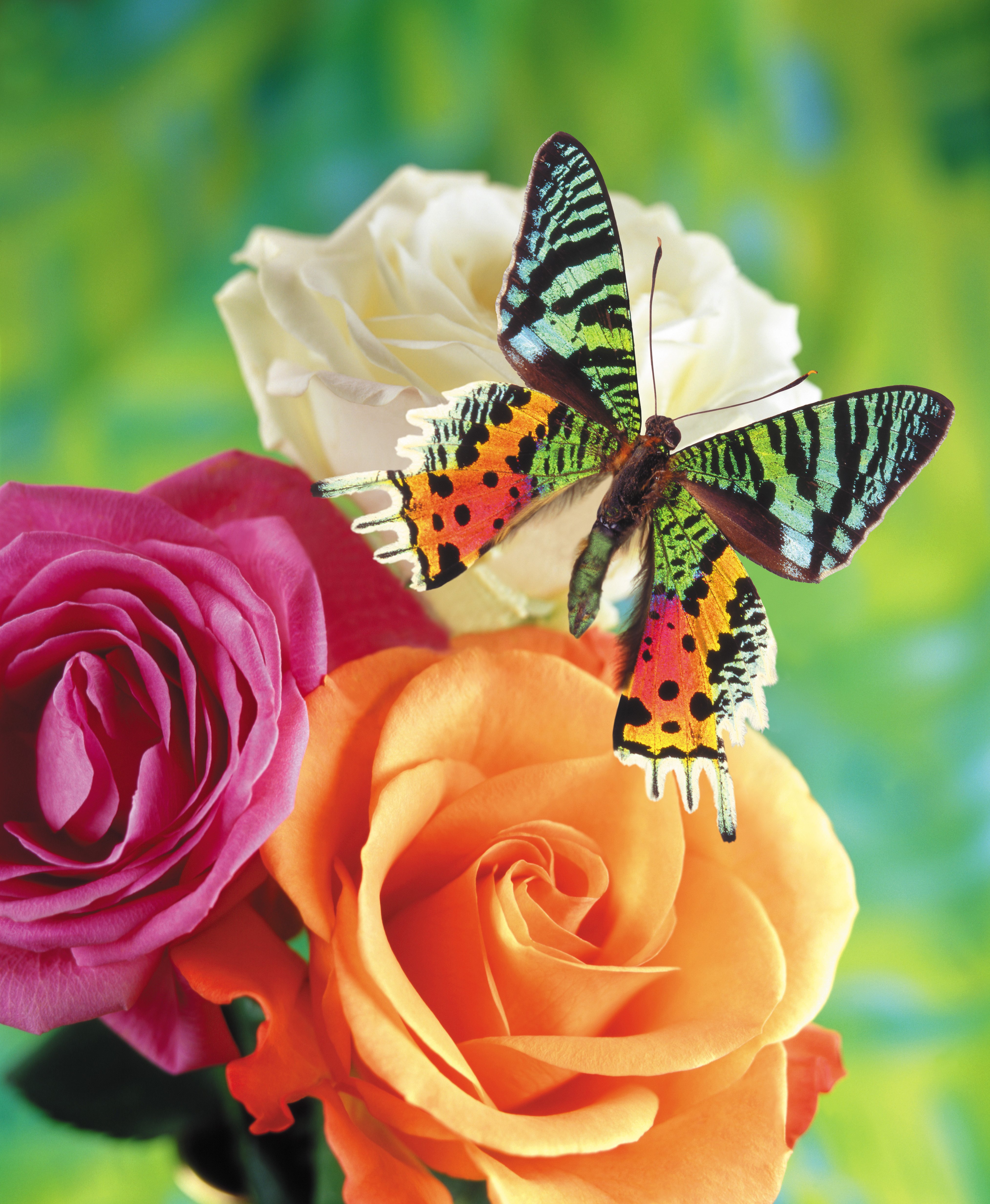 Бабочки в цветах
