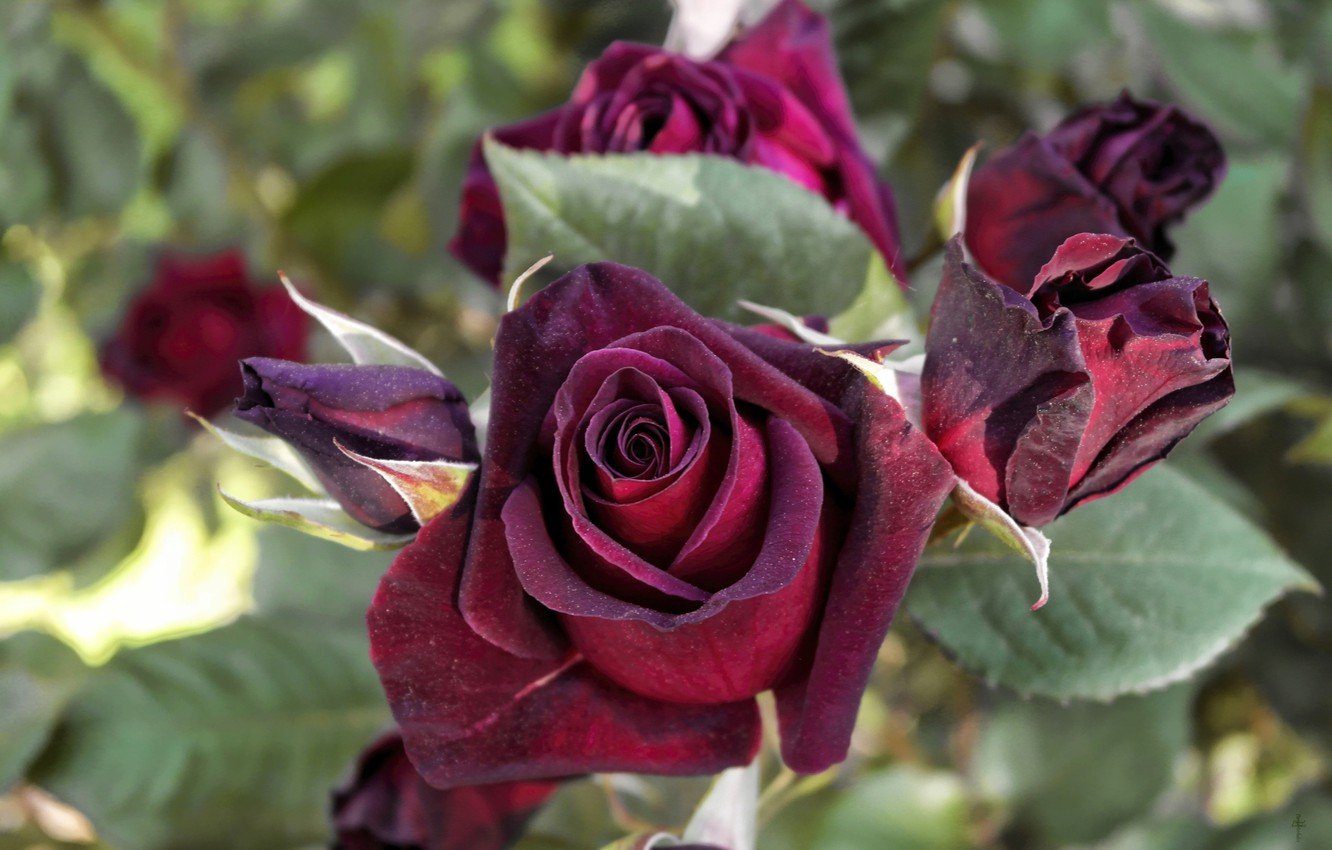 Чайная роза черная магия фото и описание
